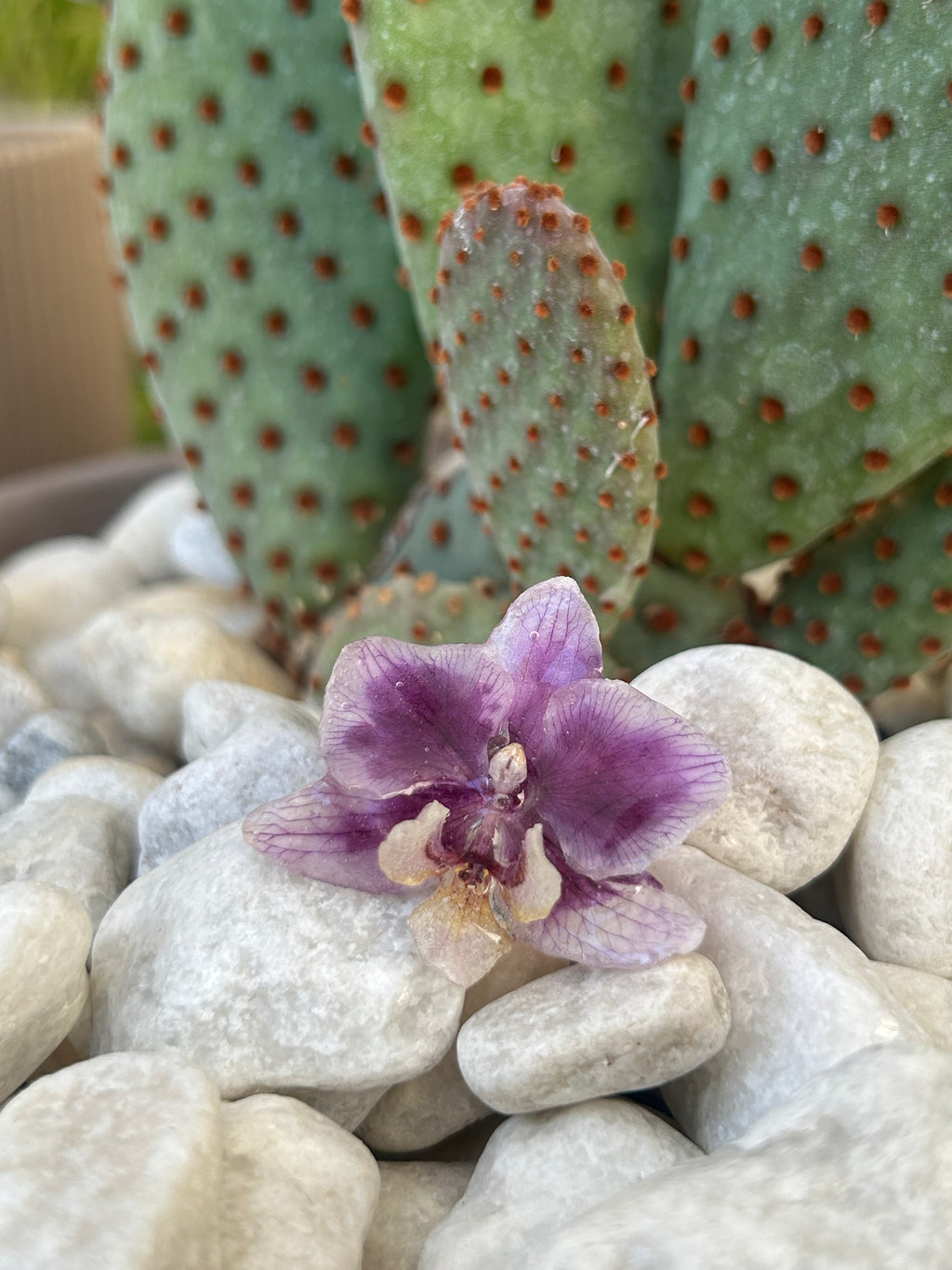 Anillo orquídea real encapsulada