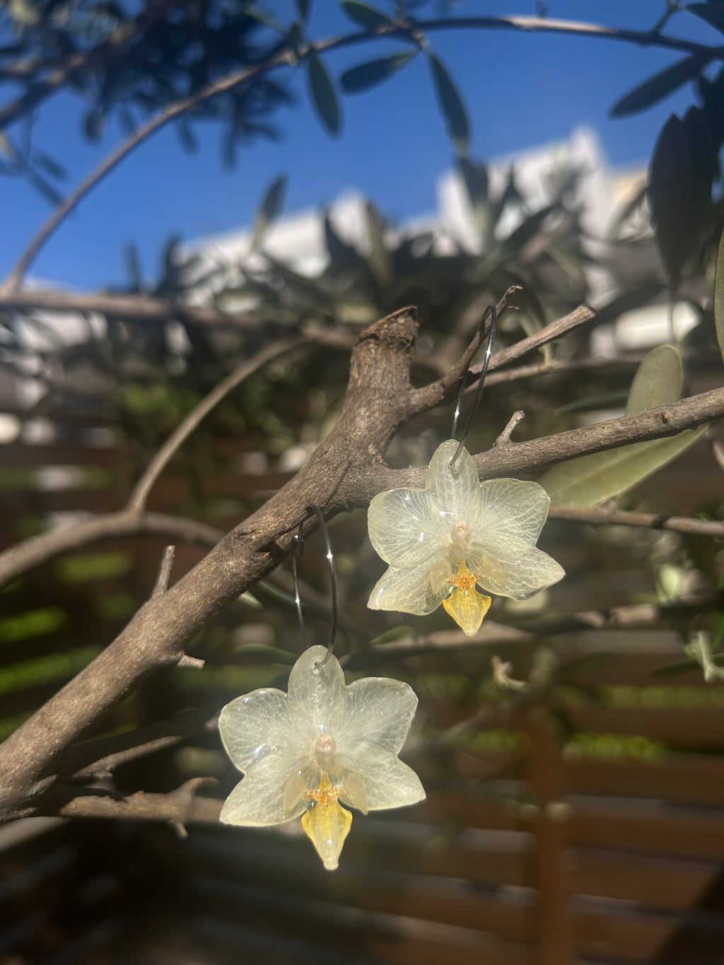 Pendientes orquídeas naturales