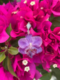 Pendientes orquídea